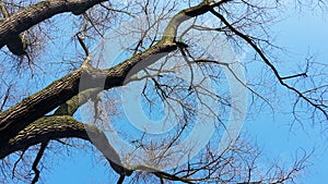 Bare tree branches against blue sky