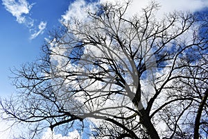 Bare tree branches against blue sky