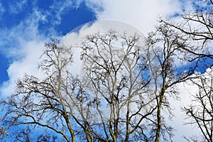 Bare tree branches against blue sky