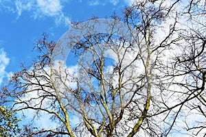 Bare tree branches against blue sky