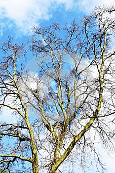 Bare tree branches against blue sky