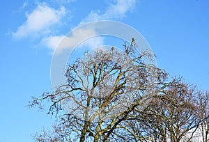 Bare tree branches against blue sky