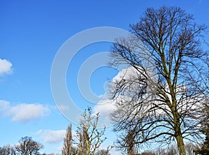 Bare tree branches against blue sky