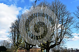 Bare tree branches against blue sky