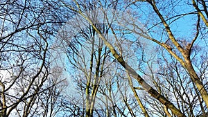 Bare tree branches against blue sky