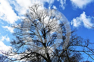 Bare tree branches against blue sky