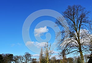 Bare tree branches against blue sky