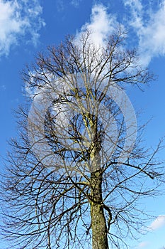 Bare tree branches against blue sky