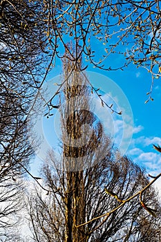 Bare tree branches against blue sky, vertical photo. The concept of spring and rebirth