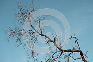 Bare Tree Branches Against a Clear Blue Sky