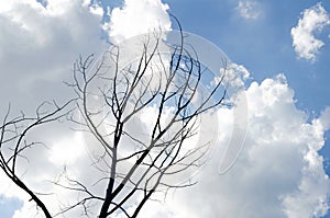 Bare Tree Branches Against a Cloudy Blue Sky
