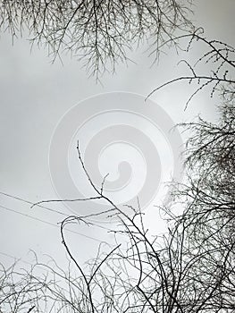 Bare tree branches against a foggy sky background