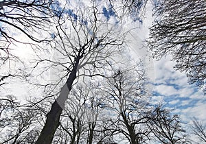 Bare tree branches against sky.