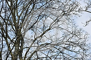 Bare tree branches against sky.