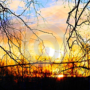 Bare tree branches against the sunrise with copy space