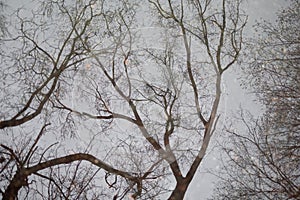 Bare tree with branches as reflection on water surface.