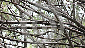 Bare tree branches at the beginning of cold weather