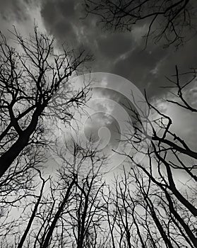 of bare tree branches in black and white in cloudy sky.