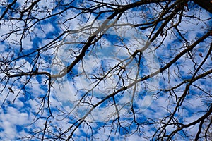 Bare Tree Branches With Blue Sky Cloud Puffs photo