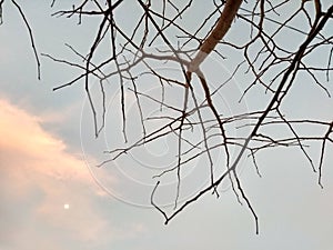 Bare tree branches with blue sky, clouds and moon background