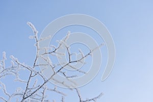 bare tree branches covered with hoarfrost against blue sky