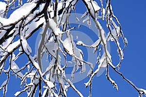 Bare tree branches covered in snow