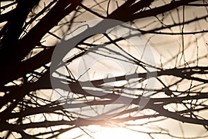 Bare tree branches at dawn sun