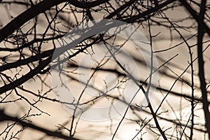 Bare tree branches at dawn sun