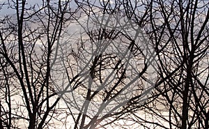 Bare tree branches at dawn sun