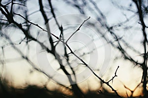 Bare tree branches in evening autumn light