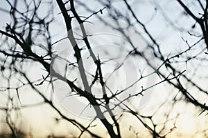 Bare tree branches in evening autumn light