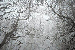 Bare Tree Branches in the Fog