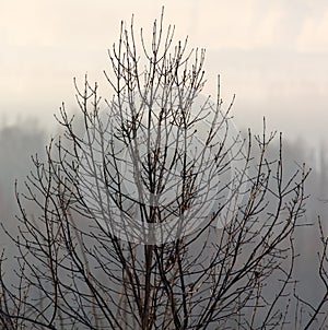 Bare tree branches in the fog at dawn