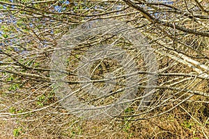 Dense Bare Branches 2