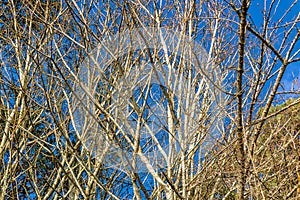 Dense Bare Branches