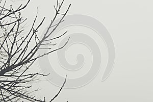 bare tree branches silhouette in fog and mist. nature background