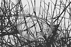 bare tree branches silhouette in fog and mist. nature background
