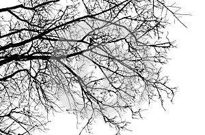 Bare tree branches silhouette on a white background