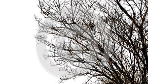 Bare tree branches silhouette on a white background