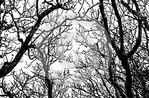 Bare tree branches silhouette on a white background