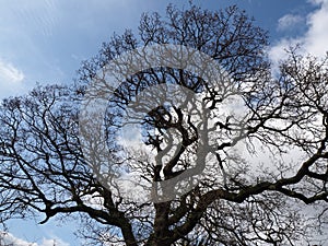 Bare tree branches silhouetted against a blue sky