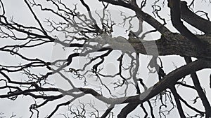 Bare tree branches similar in shape to a thunderstorm, branches against the sky, sadness and depression
