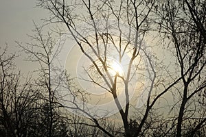 Bare tree branches with sun behind them