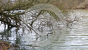 Bare Tree Branches in Water - Slow Motion