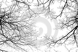 Bare tree branches on a white background photo