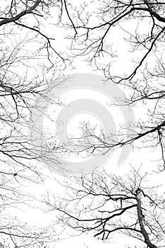 Bare tree branches on a white background photo