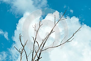 Bare tree branches with white cloud in background