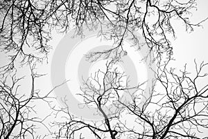 Bare Tree Branches