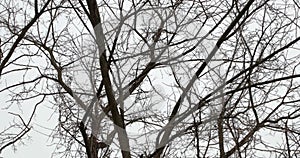 Bare tree branches in wind