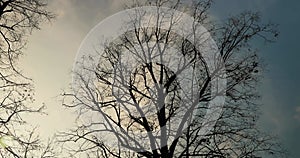 Bare tree branches in wind